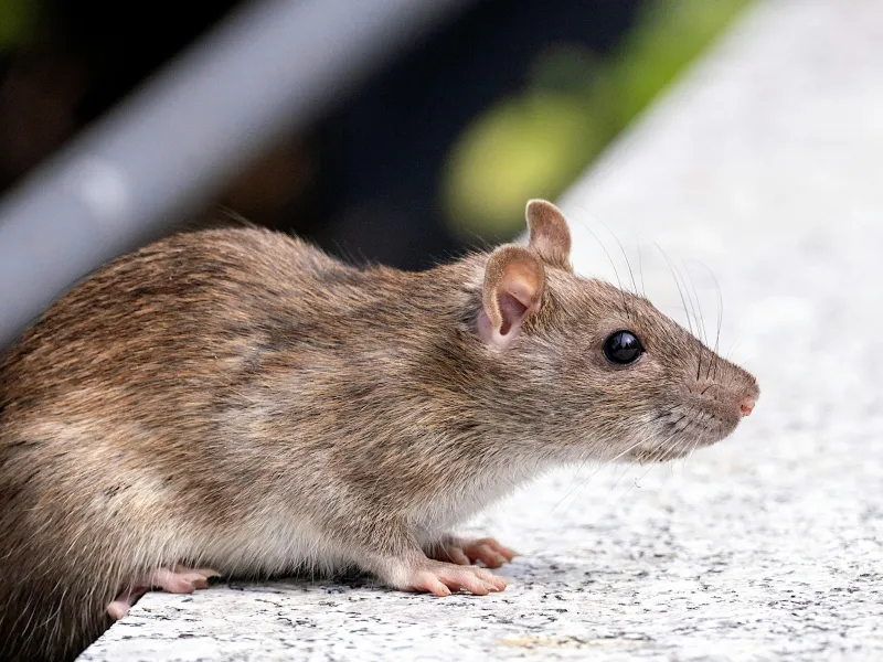 Pest control